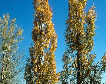 Harilik haab ´Erecta´ (Populus tremula)