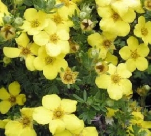 Põõsasmaran ´Boley Gold´ (Potentilla fruticosa)