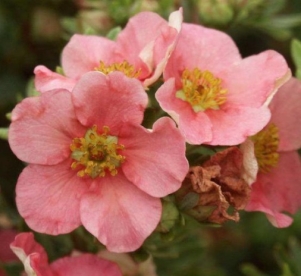 Põõsasmaran ´Bystrice´ (Potentilla fruticosa)