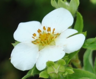 Dauuria põõsasmaran (Potentilla davurica)