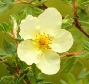 Põõsasmaran  Élfenbein´ (Potentilla fruitcosa)