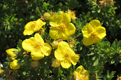 Põõsasmaran ´Uhlava´ (Potentilla fruticosa)