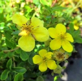 Põõsasmaran ´Golden Dwarf´ (Potentilla fruticosa)