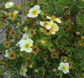 Põõsasmaran ´Limelight´ (Potentilla fruticosa)