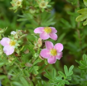 Põõsasmaran ´Novo´ (Potentilla fruticosa)