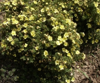 Põõsasmaran ´Svitava´ (Potentilla fruticosa)