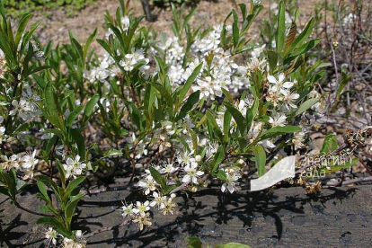 Roomav kirsipuu (Prunus pumila var. depressa)