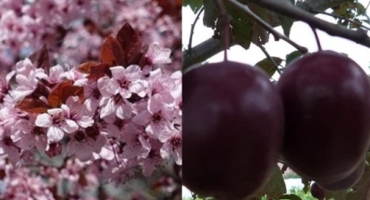 Punaseleheline ploom ´Spidola´ (Prunus)