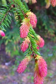 Harilik kuusk ´Punapaula´ (Picea abies)  - ainult tellimise peale