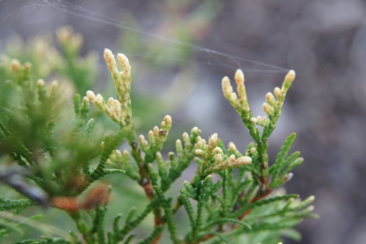 Harilik elupuu ´Pygmy Globe´ (Thuja occidentalis)