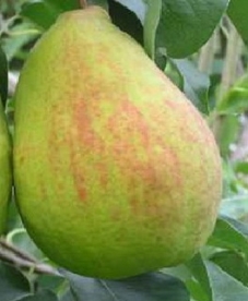 Pirnipuu ´Americana´ (Pyrus communis)