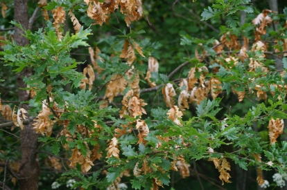 Austria tamm (Quercus cerris)