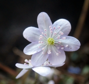 Harilik sinilill ´R16´ (Hepatica nobilis)