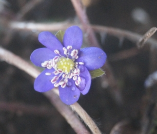 Harilik sinilill ´R17´ (Hepatica nobilis)