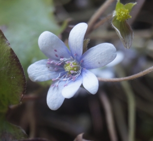 Harilik sinilill ´R18´ (Hepatica nobilis)