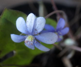 Harilik sinilill ´R 19´ (Hepatica nobilis)