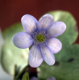 Harilik sinilill ´R2´ (Hepatica nobilis)