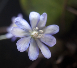 Harilik sinilill ´R 20´ (Hepatica nobilis)