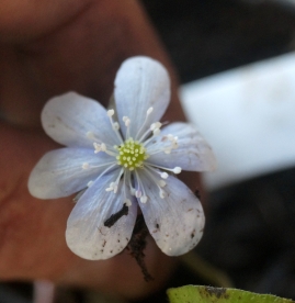 Harilik sinilill ´R 21´ (Hepatica nobilis)