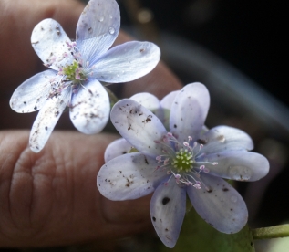 Harilik sinilill ´R22´ (Hepatica nobilis)