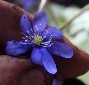 Harilik sinilill ´R23´ (Hepatica nobilis)