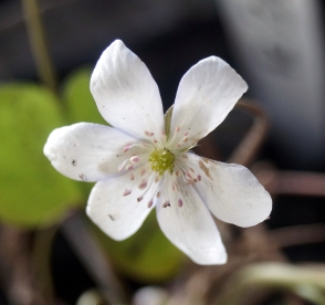 Harilik sinilill ´R 26´ (Hepatica nobilis)