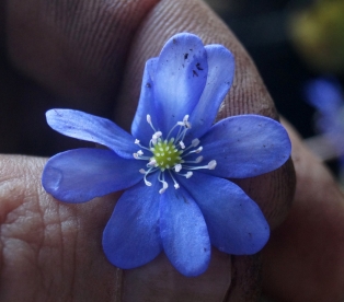 Harilik sinilill ´R 27´ (Hepatica nobilis)