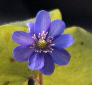 Harilik sinilill ´R3´ (Hepatica nobilis)