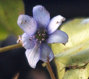 Harilik sinilill ´R4´ (Hepatica nobilis)