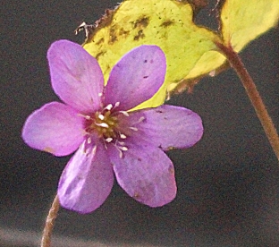 Harilik sinilill ´R6´ (Hepatica nobilis)