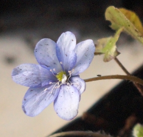 Harilik sinilill ´R7´ (Hepatica nobiles)