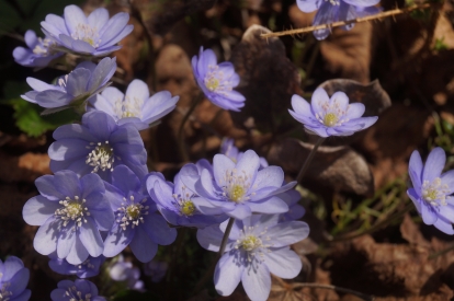 Sinilill ´R 46´ (Hepatica nobiles)