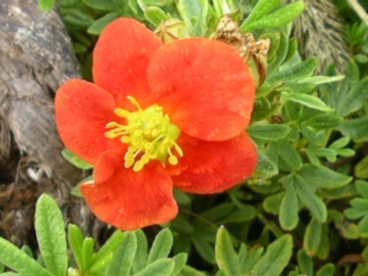 Põõsasmaran ´Red Jocker´ (Potentilla fruticosa)