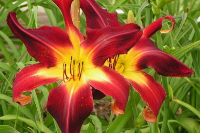 Päevaliilia ´Red suspender´ (Hemeorocallis)