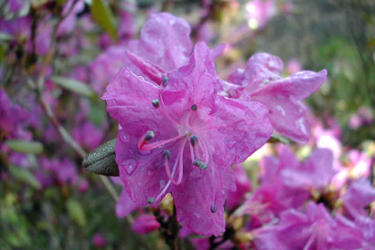 Dauuria rododendron (Rhododendron davurica)