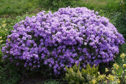 Tihe Rododendron (Rhododendron impeditum)