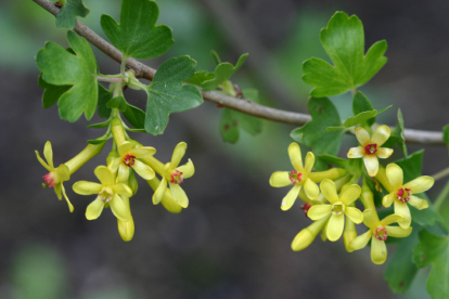 Kuldsõstar ´Robi´ (Ribes aureum)