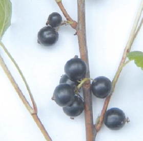 Must sõstar ´Dobrynya´ (Ribes nigrum)