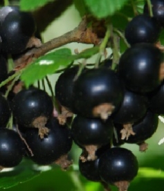 Must sõstar ´Jonova´ (Ribes nigum)