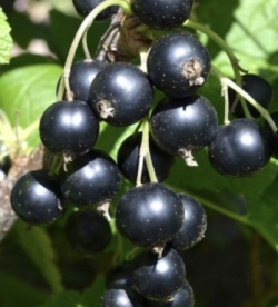 Must sõstar ´Kristine´ (Ribes nigrum)