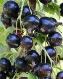 Must sõstar ´Narve viking´ (Ribes nigrum)