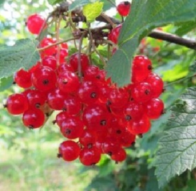 Punane sõstar ´Natalie´ (Ribes rubrum)