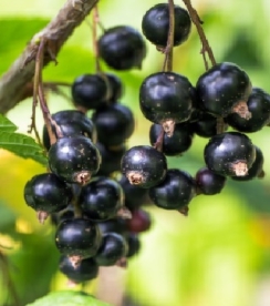 Must sõstar ´Melalahti´ (Ribes nigrum)