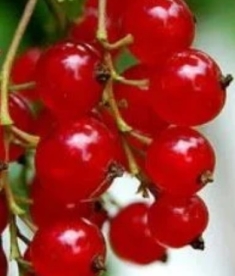 Punane sõstar ´Orlovskaja Zvezda´ (Ribes rubrum)