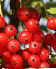 Punane sõstar ´Rotet´ (Ribes rubrum)