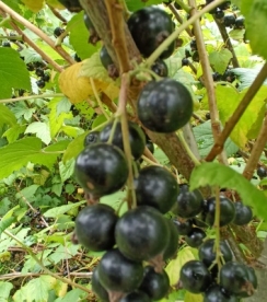 Must sõstar ´Titania´ (Ribes nigrum)