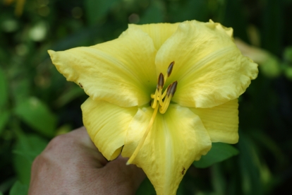 Päevaliilia ´Rita´ (Hemerocallis)