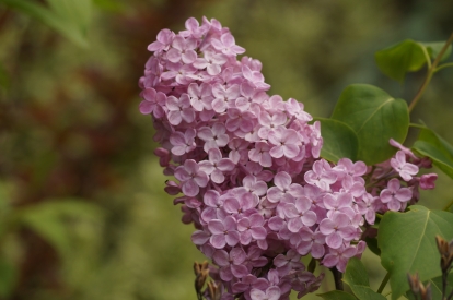 Harilik sirel ´Robi Roosa´ (Syringa vulgaris)