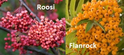 Perepihlakas  ´Roosi´ + ´Flanrock´ (Sorbus)