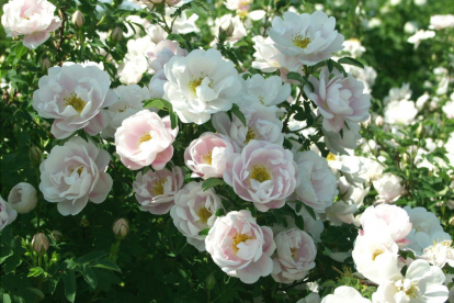 Näärmeline kibuvits ´Juhannusmorsian´ (Rosa pimpinellifolia)